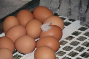 blog eieren