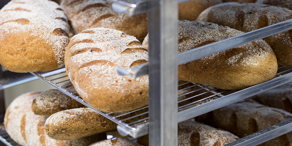 brood brood
