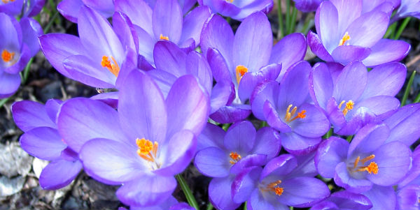 krokus krokus
